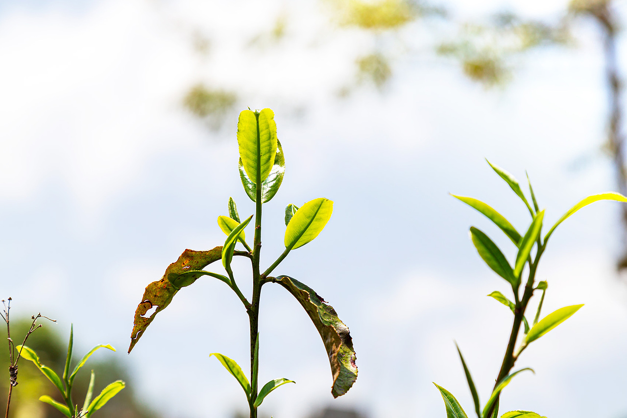 春游（图ZMjk4Mzc5ODQ0） - 风光摄影 - 站酷设计师zhaohaijung原创素材 - 站酷ZCOOL