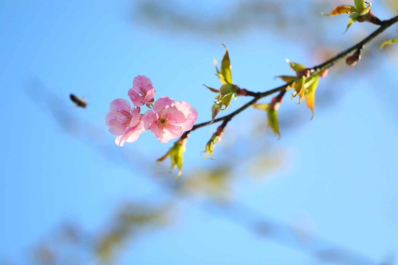 云之南花季（图ZMTA3MjM2NjY0） - 风光摄影 - 站酷设计师源起原创素材 - 站酷ZCOOL