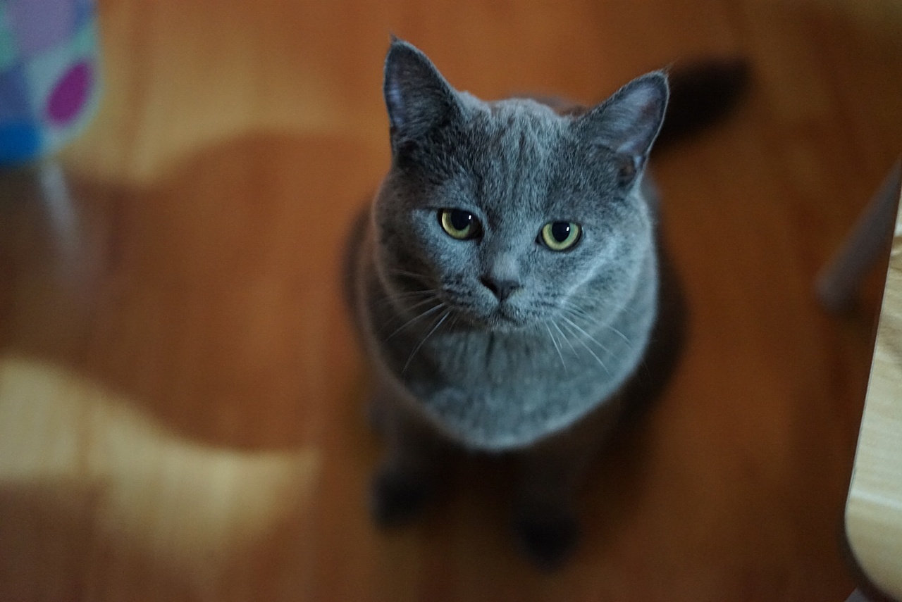 一只叫胖子的袜子