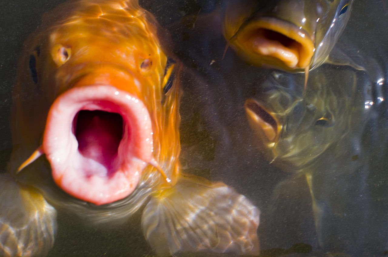 摄影之《逍遥游》