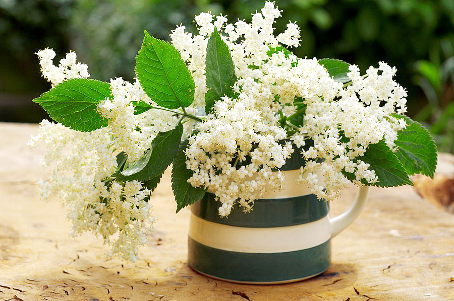 接骨木花(接骨木花的功效与作用)