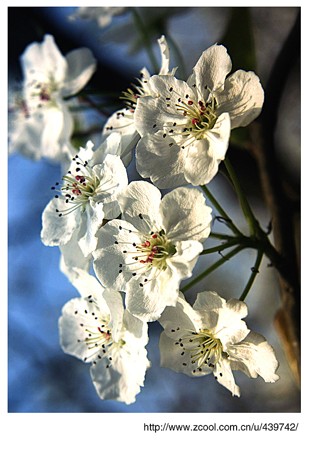 春天来了，桃花梨花开了（图ZNTQzODc3Ng==） - 风光摄影 - 站酷设计师jiangyixiao原创素材 - 站酷ZCOOL