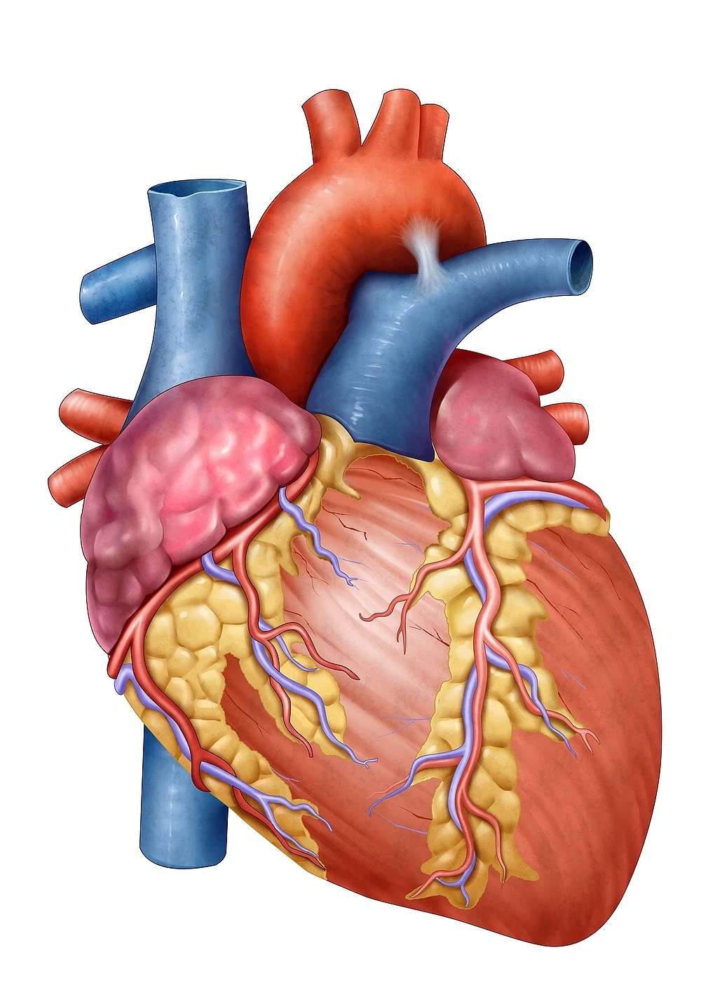 医学插画（图ZMjUwOTUzMjQw） - 绘本 - 站酷设计师会飞的小金鱼原创素材 - 站酷ZCOOL