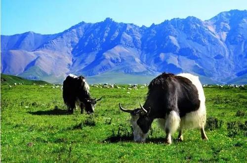 冠卓设计工作室的个人主页（背景预览） - 主页背景设置 - 站酷设计师冠卓设计工作室原创素材 - 站酷ZCOOL