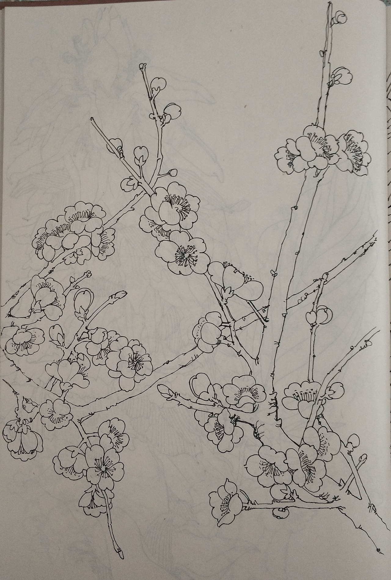 花鸟(写生)手绘小稿