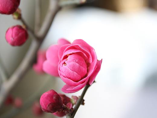 拍一下小花花