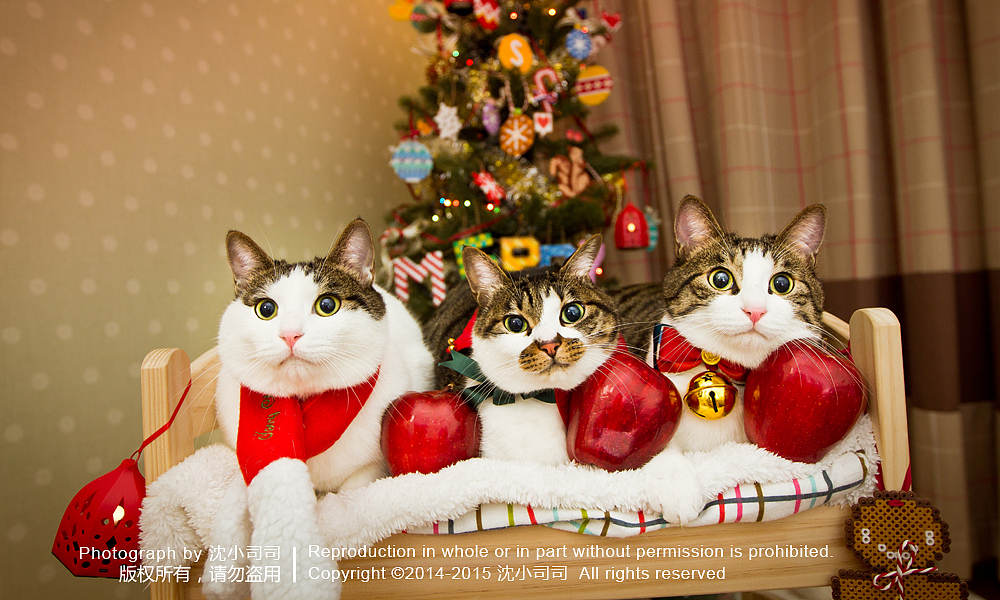 圣诞喵~（第一波）（图ZMjMwNDMwMjA=） - Pet Photography - 站酷设计师司司Yokey原创素材 - 站酷ZCOOL