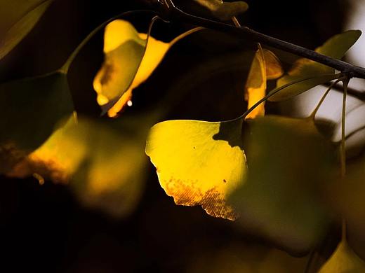 拍银杏的思路，西安王老师带你学摄影