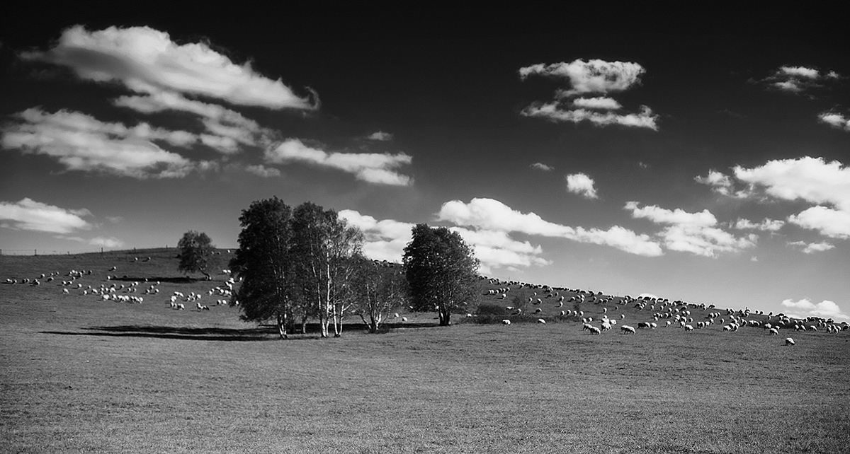 【乌兰布统的秋】