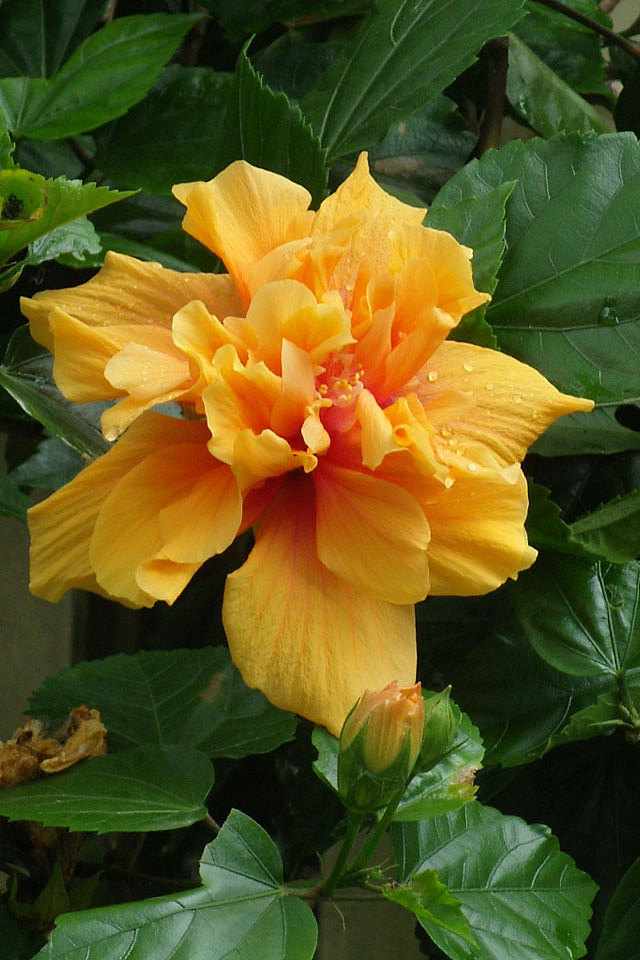 路边很大的一朵花！