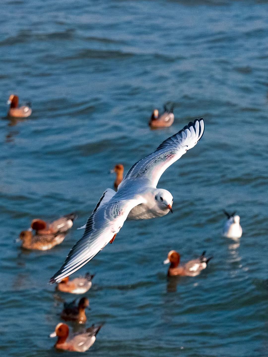 深圳湾西伯利亚的候鸟（图ZMzM0MjI0Njg0） - 人文/纪实摄影 - 站酷设计师放羊的阿鑫原创素材 - 站酷ZCOOL