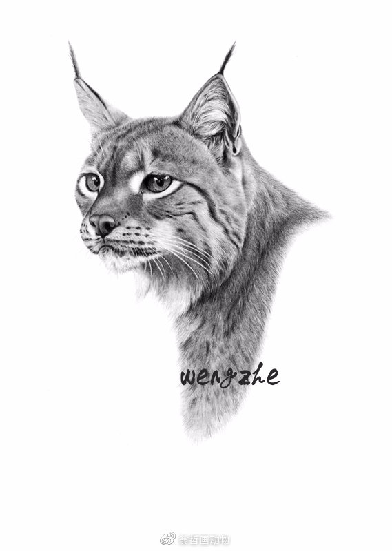 猞猁(lynx lynx):野生猞猁的生存状况可能是大陆猫科动物里比较乐观的