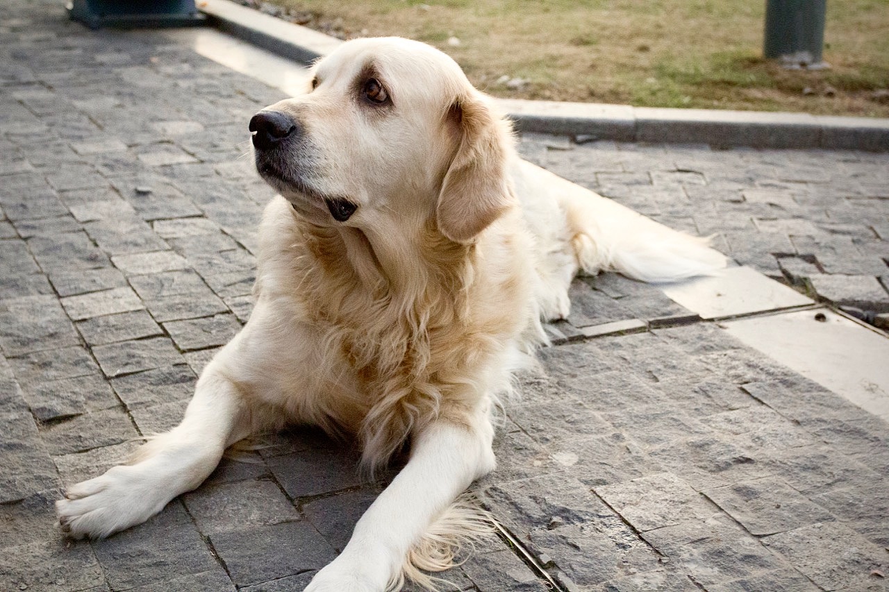 这只老金毛真的很有英伦范啊,所以这是一枚珍贵的照片啊!