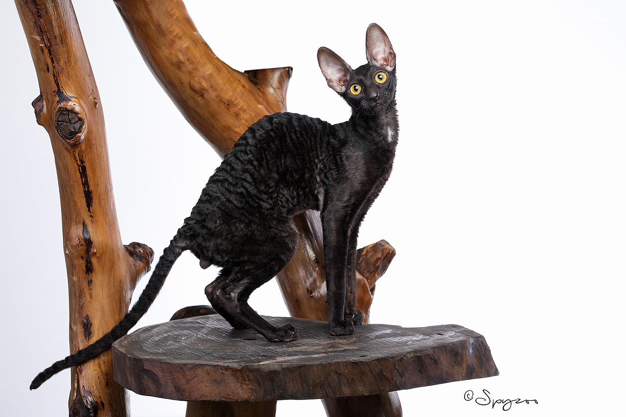 spyzoo大连wcf现场拍摄的柯尼斯