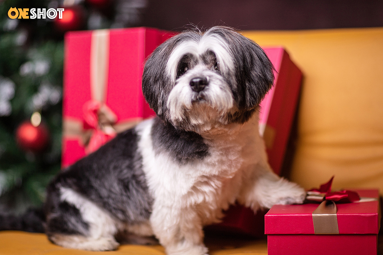 2018圣诞合集第二弹丨你的圣诞礼物又双叒叕到啦！（图ZMTM5OTg5NTgw） - 宠物摄影 - 站酷设计师WildKay原创素材 - 站酷ZCOOL