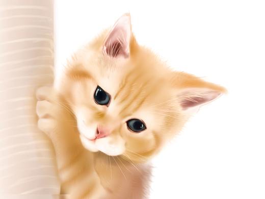 我家有猫系列—橘猫