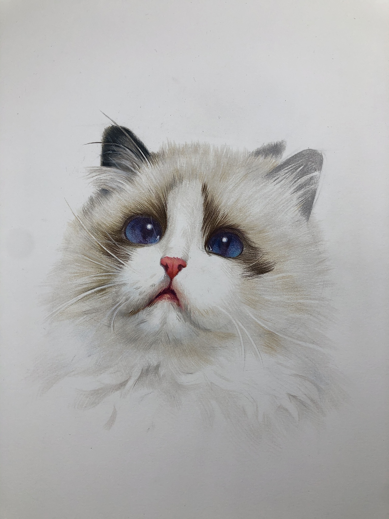 彩铅布偶猫(带步骤)