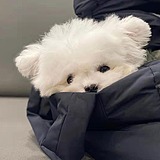周周的小米粥的头像