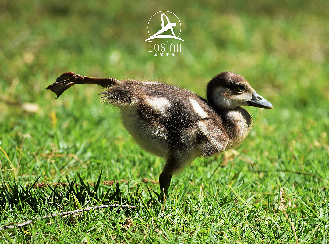 瑜伽馆易星康体LOGO设计
