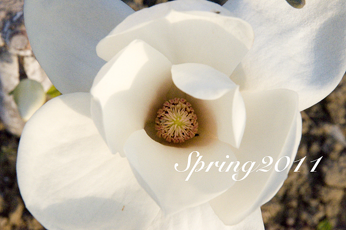 四月芳菲——玉兰（图ZMjcyNDQ4NA==） - 风光摄影 - 站酷设计师慢熟的兔子原创素材 - 站酷ZCOOL