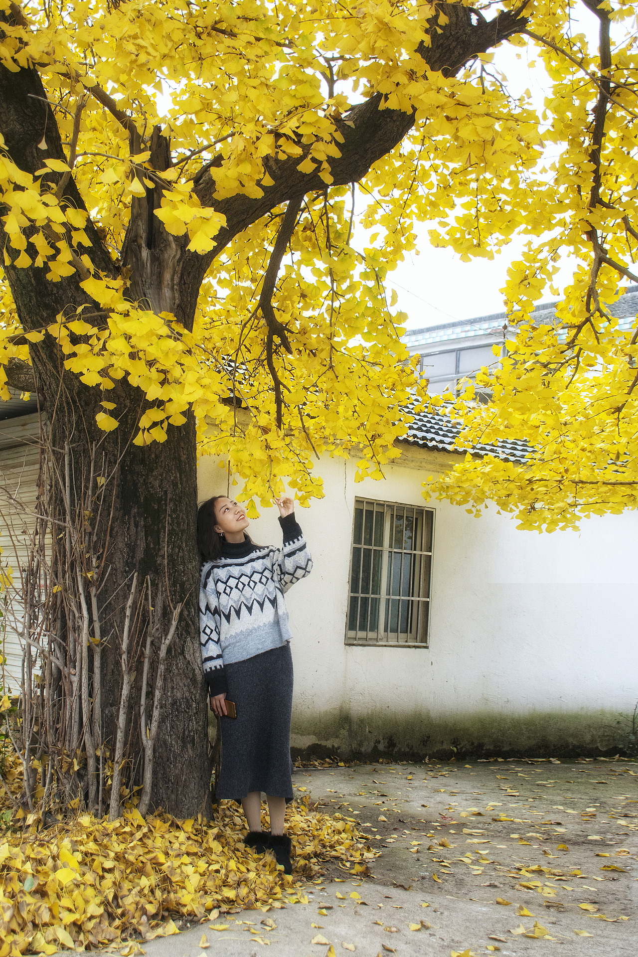 东山银杏（图ZMTM4NzMxNDQw） - 风光摄影 - 站酷设计师心若有夕原创素材 - 站酷ZCOOL