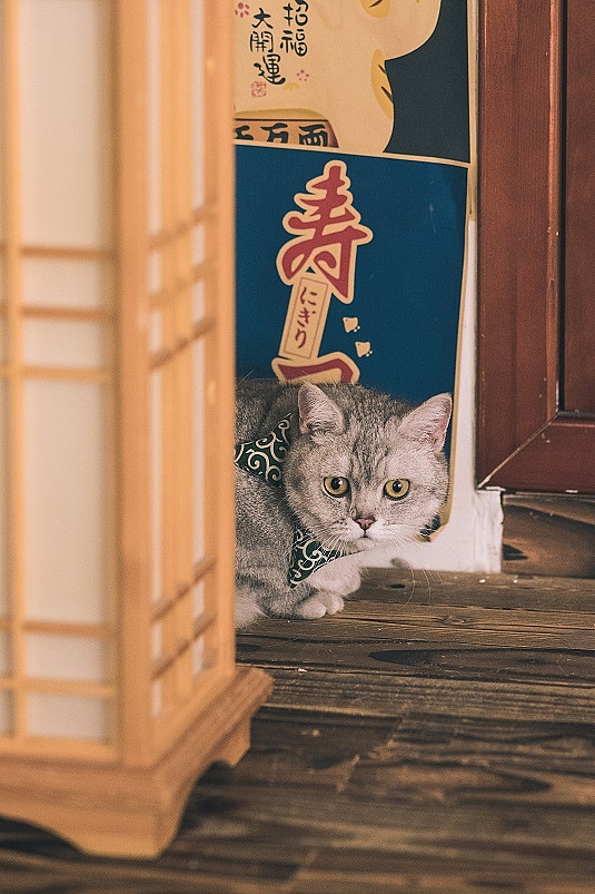 猫猫祟祟,日式小猫咪参上~(2/3)