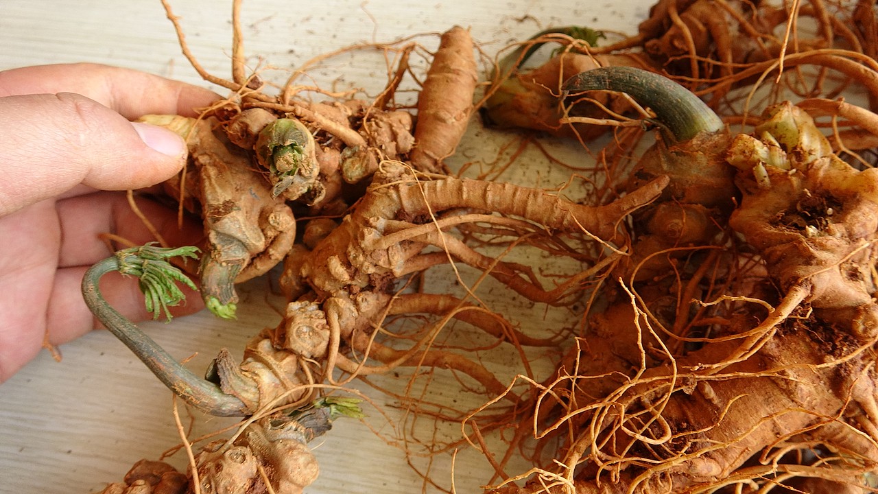 云南满泽三七中的新鲜三七,地里挖出来原样子