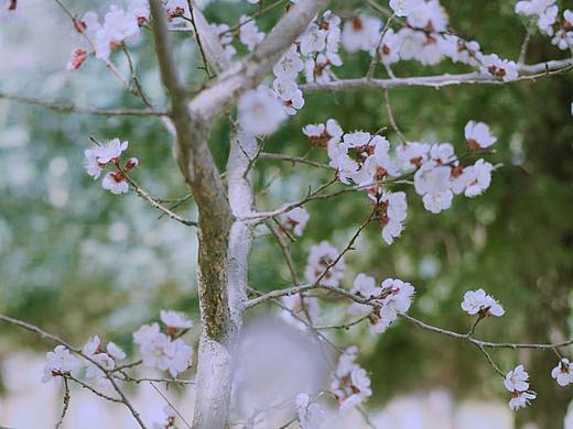 春（个人主页-ZNDQzNjcwMzI=） - 风光摄影 - 站酷设计师Chan_C原创素材 - 站酷ZCOOL