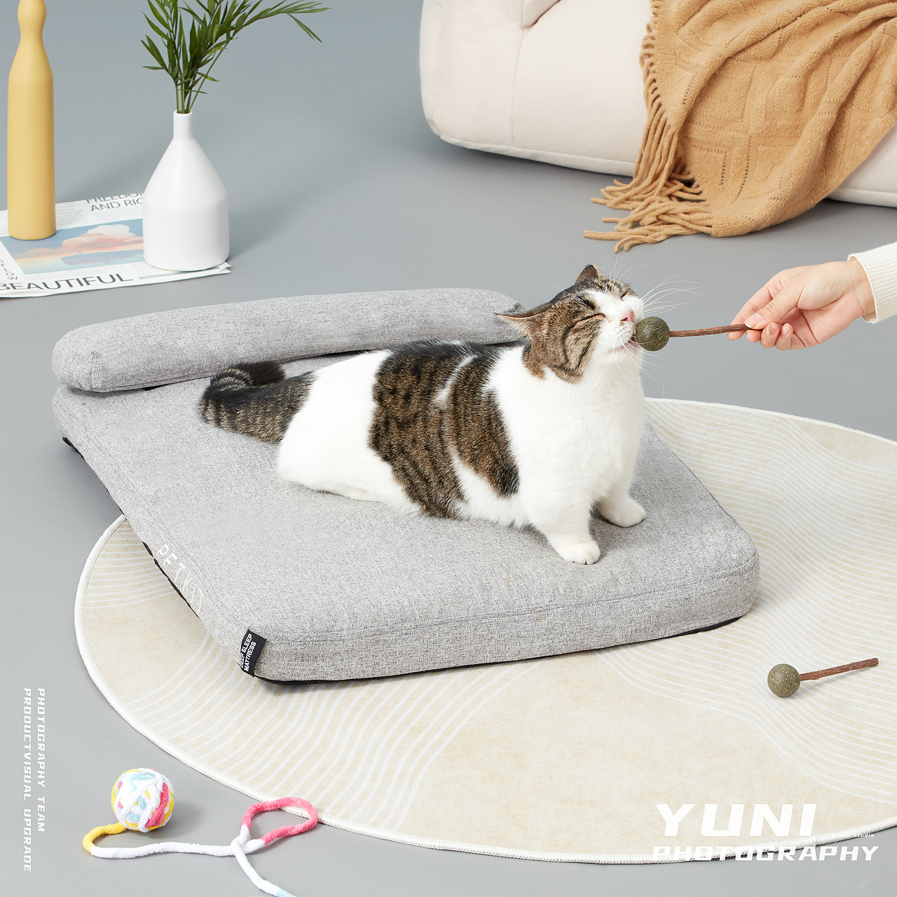 天猫.猫享自营 ✖ YuNi  宠物频道合集