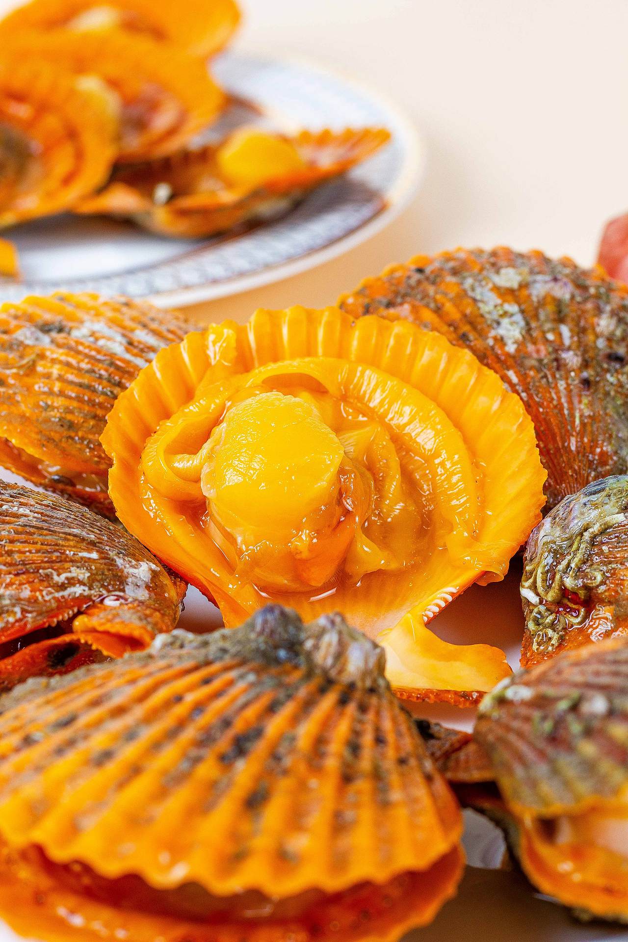 【美食摄影】扇贝