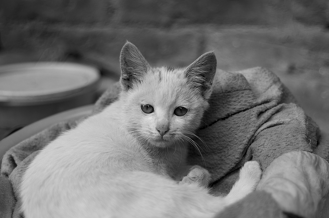 来自乡下的文艺——猫姐(>^ω^<)!!