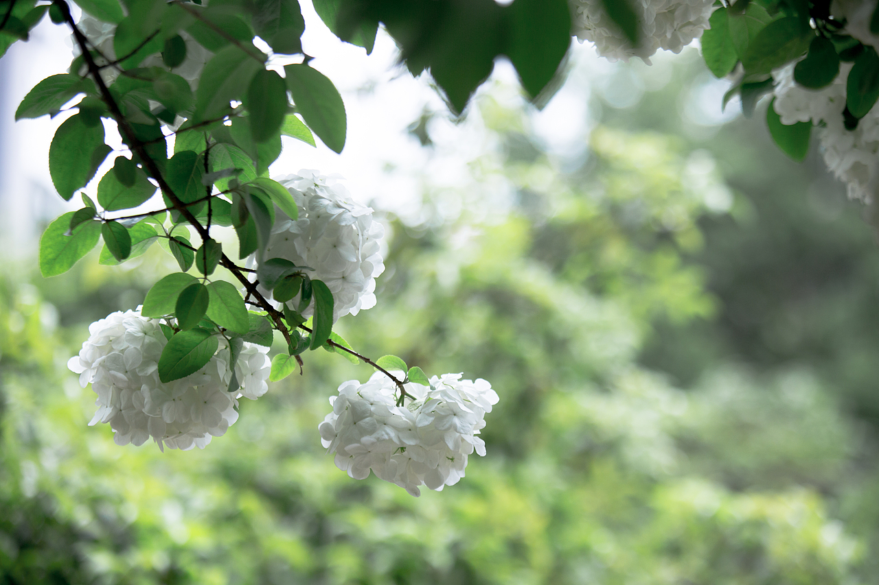 PURE WHITE（图ZNDYyNjY2NDg=） - 风光摄影 - 站酷设计师浮沉流星原创素材 - 站酷ZCOOL