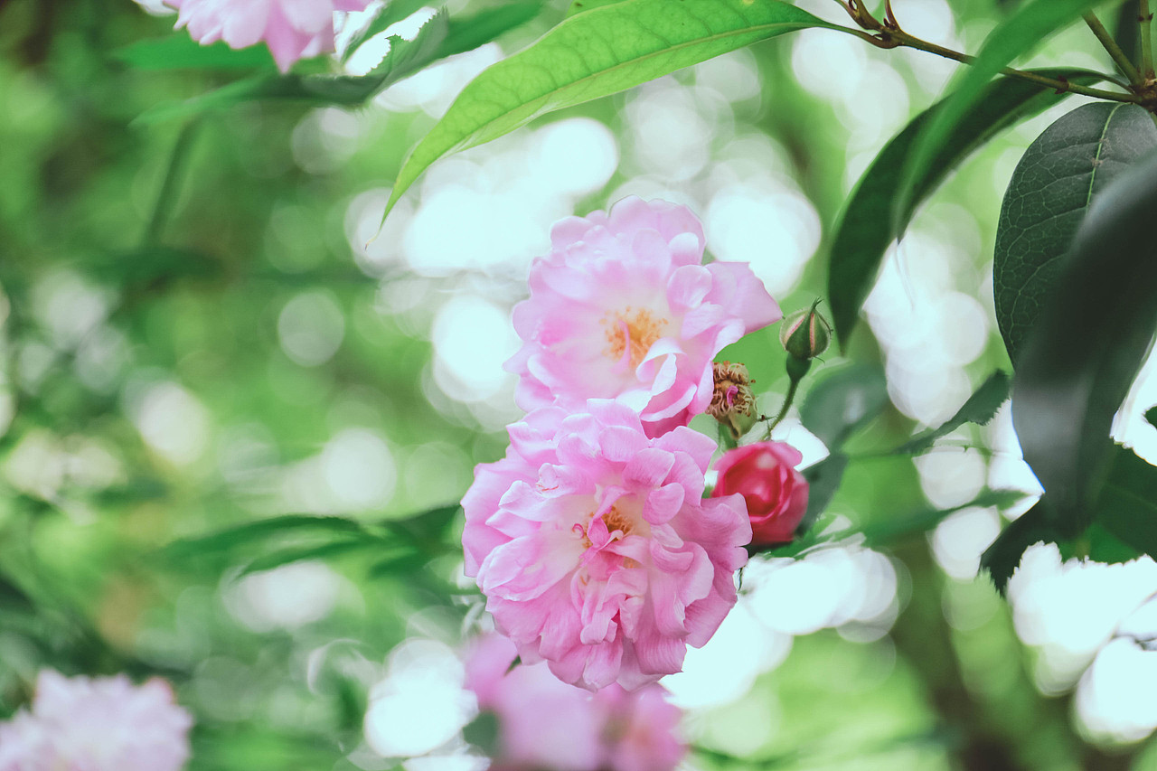 盼夏（图ZMTU2MDkxMTI4） - 风光摄影 - 站酷设计师阿双爱拍照原创素材 - 站酷ZCOOL