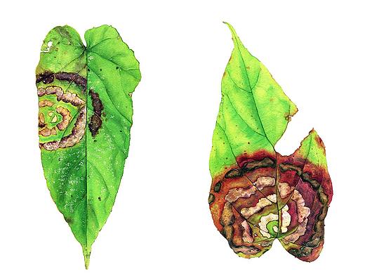 《叶上画》系列