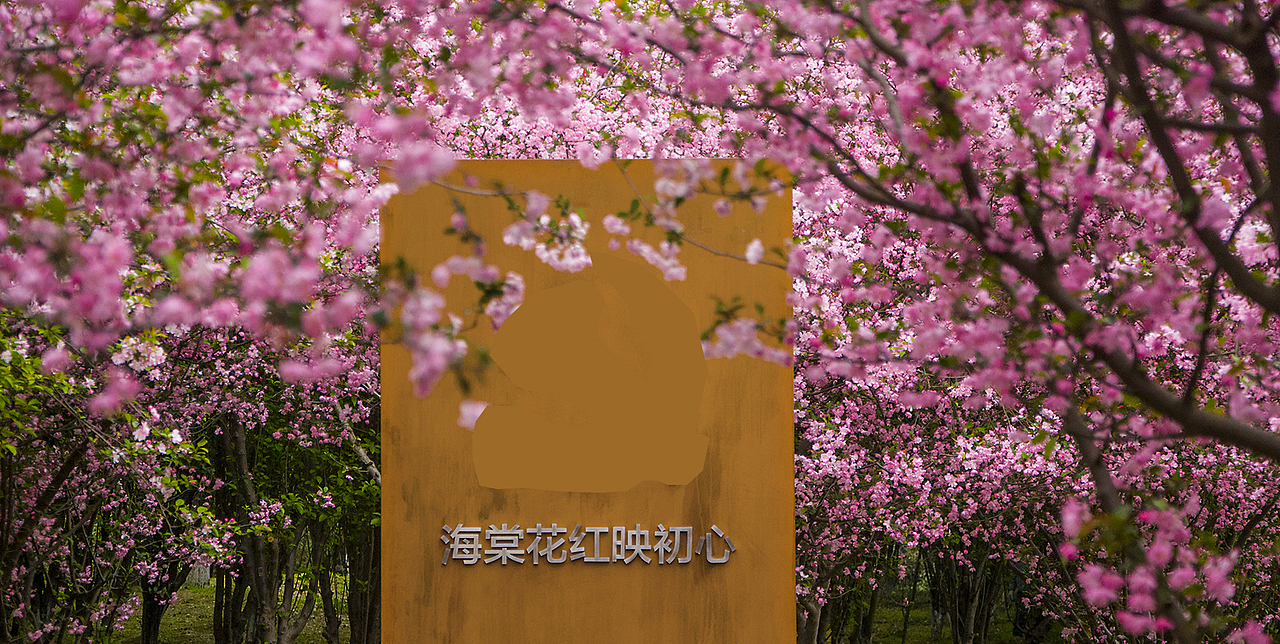 海棠花红映初心