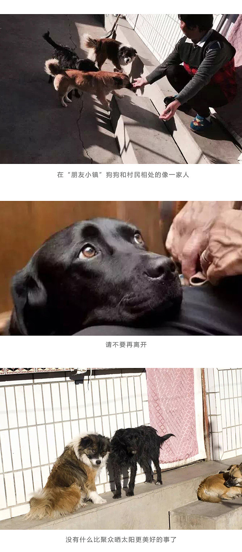 用画笔救助流浪动物（图ZNTYwMzA5MjA=） - 工艺品设计 - 站酷设计师寒放原创素材 - 站酷ZCOOL