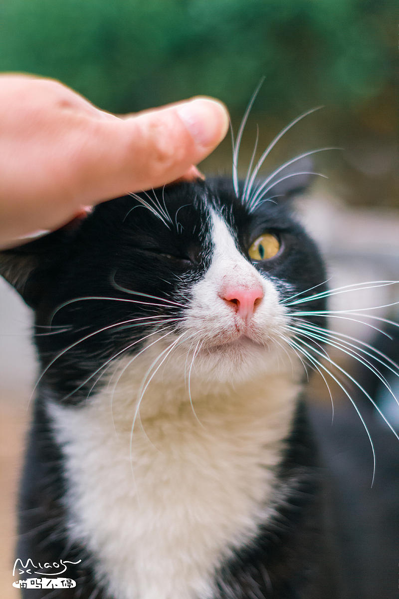 为了小鱼干,老子忍了!