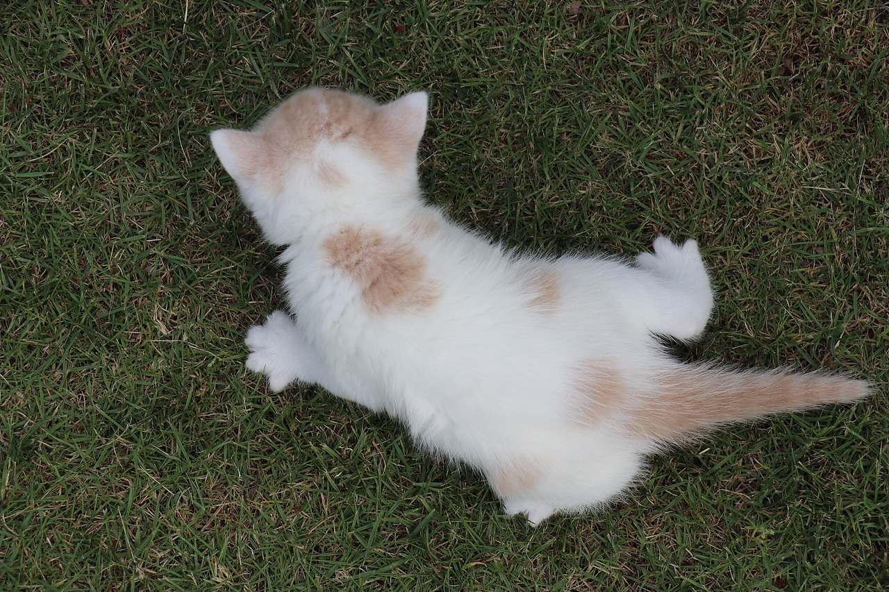 0508英短乳白梵公-熊二85day1.56kg-橙