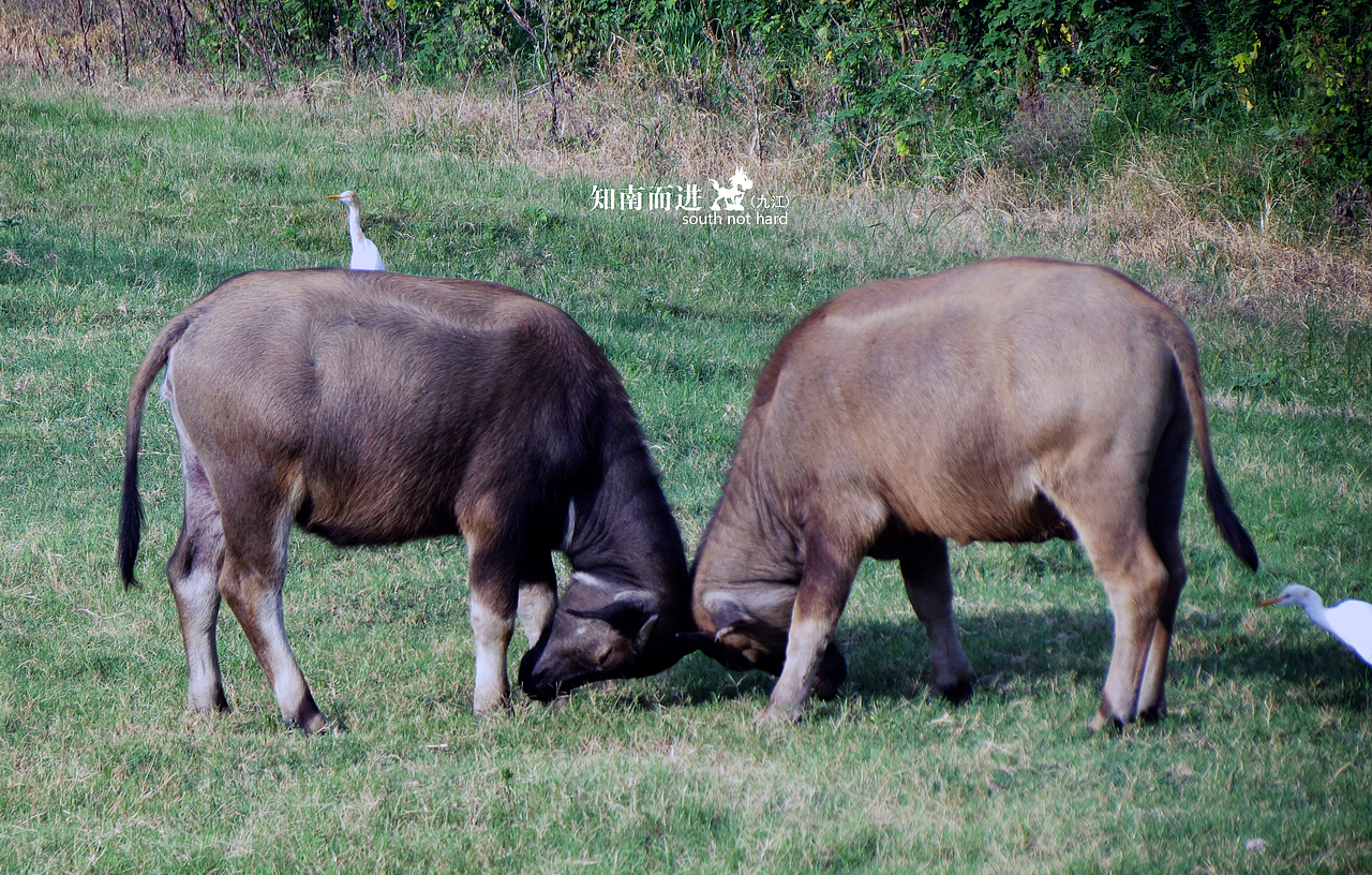在去往九江的路上,一路沿着江堤走。路上看到这两头牛貌似在进行一场神圣的仪式。