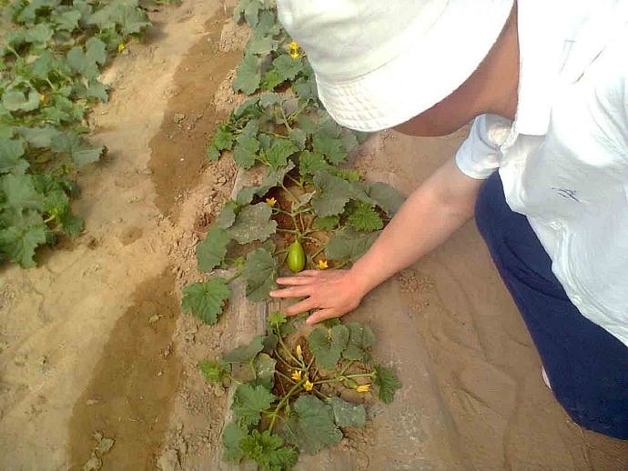 下乡 等待丰收 2012 05 27 我在农业部门的那些日子（图ZMjcxNjQzMTQw） - 人文/纪实摄影 - 站酷设计师森林会展原创素材 - 站酷ZCOOL