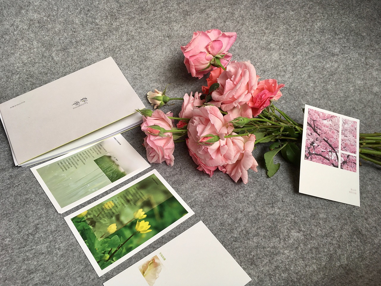 打了样品书，当时正逢月季花开放，宿舍放了采来的月季，遂拿来拍照。