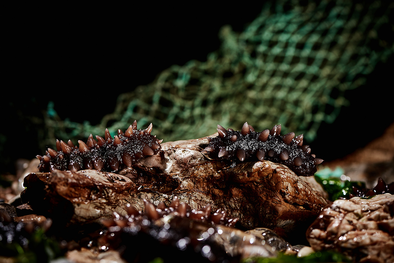 海参 海鲜拍摄