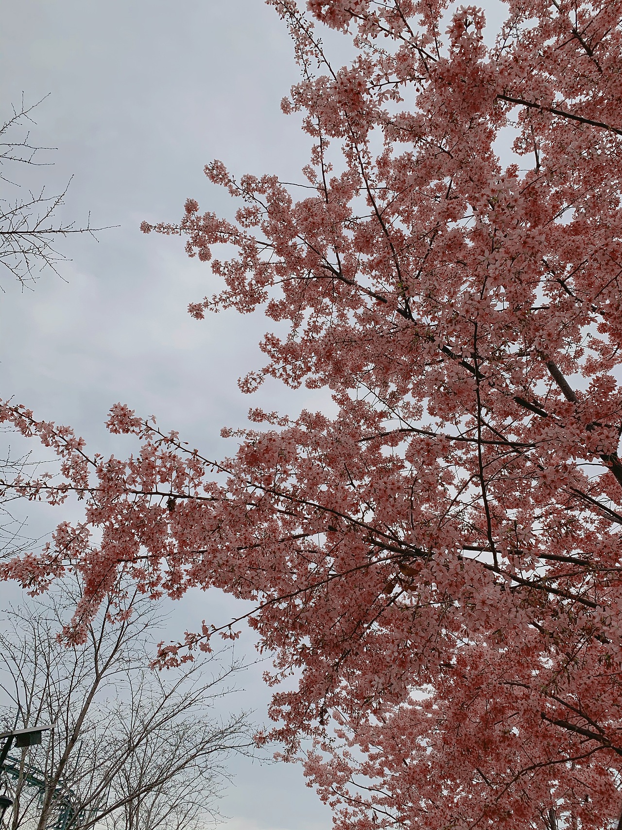 樱花盛开（图ZMjQzMjA3ODc2） - 人像摄影 - 站酷设计师Crystal11gao原创素材 - 站酷ZCOOL