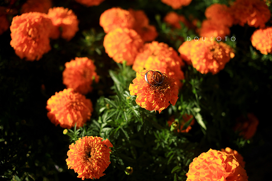 婚礼摄影:张裕爱斐堡国际酒庄