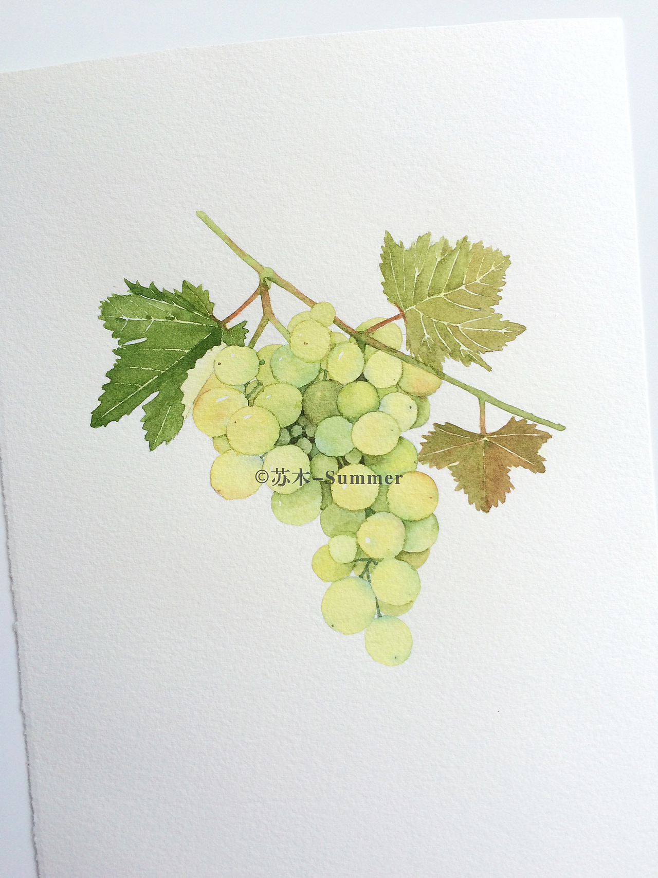 果实之美（图ZNzkwMzc1NzY=） - 商业插画 - 站酷设计师苏木_Summer原创素材 - 站酷ZCOOL