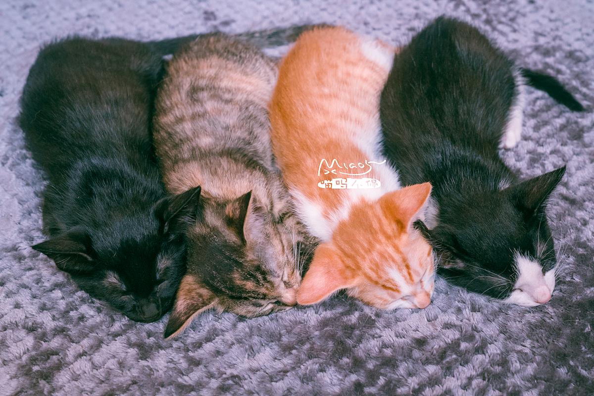 朋友家收养的奶猫们毕业啦（图ZOTAyMTAzMTI=） - 宠物摄影 - 站酷设计师喵呜不停原创素材 - 站酷ZCOOL