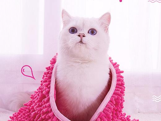 猫咪吸水毛巾（个人主页-ZNDgwOTY0OTI=） - 电商 - 站酷设计师小王得得得原创素材 - 站酷ZCOOL