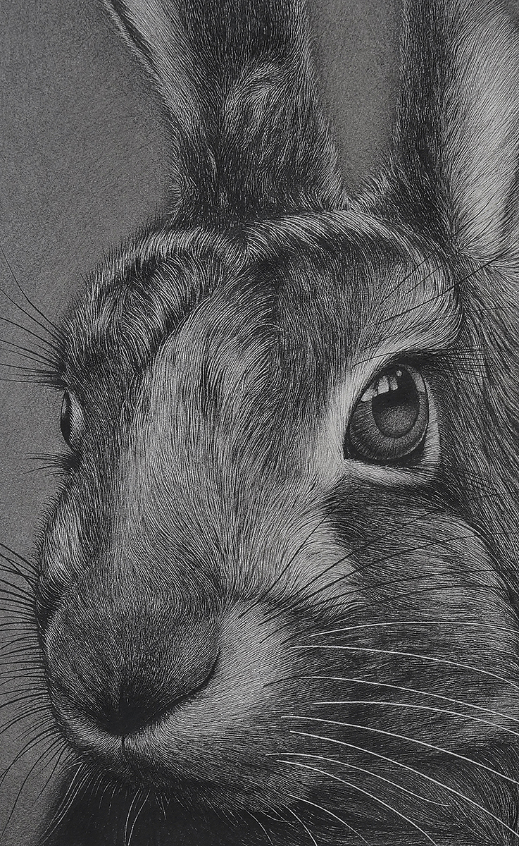 大灰兔（图ZMTg5MzcyNjQ0） - 绘画 - 站酷设计师finciel2014原创素材 - 站酷ZCOOL