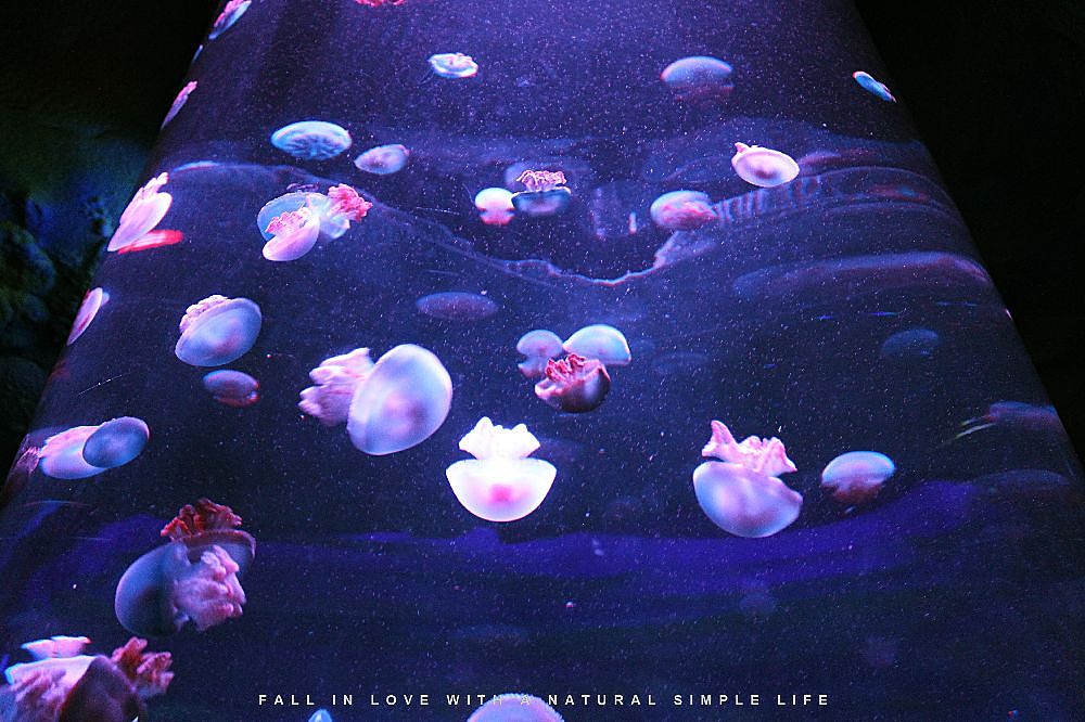 北京海洋馆（图ZMTM0MTE0NTY=） - 宠物摄影 - 站酷设计师mk1045396124原创素材 - 站酷ZCOOL