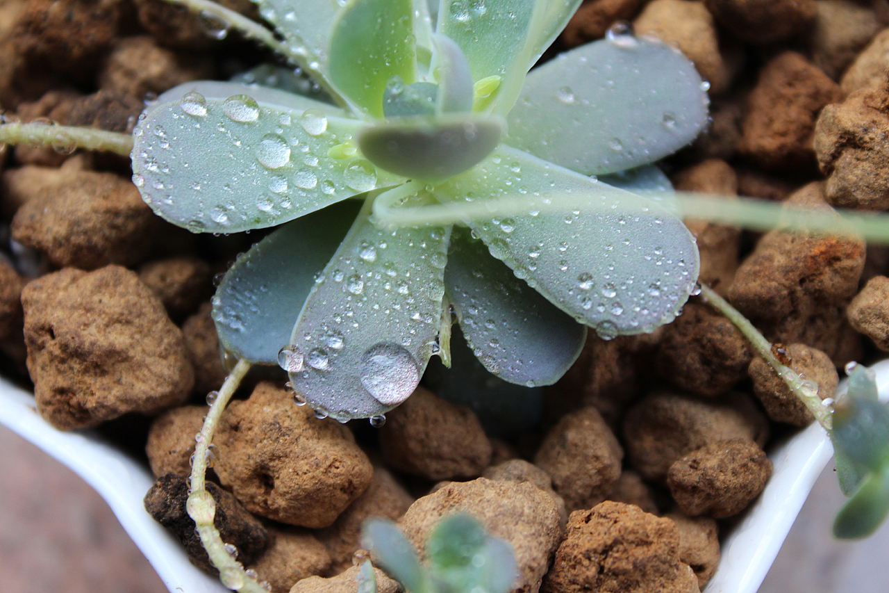 多肉（图ZOTQxMjMzMg==） - 风光摄影 - 站酷设计师mansonkorn原创素材 - 站酷ZCOOL